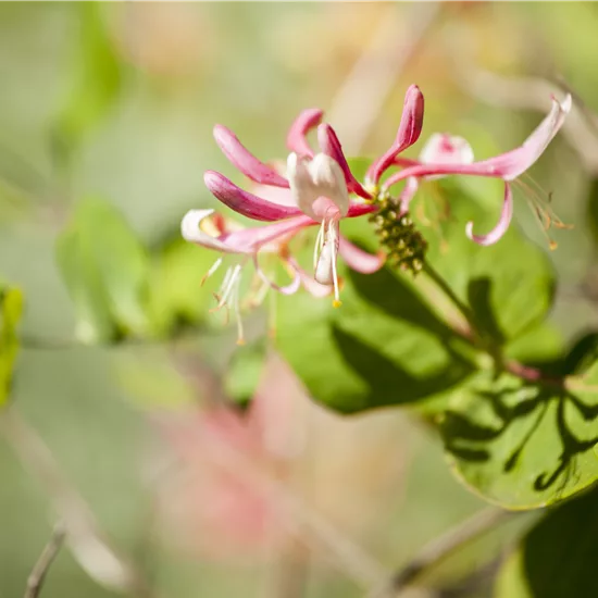 Lonicera heckrottii (x) 'Goldflame'