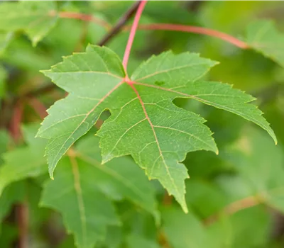 Acer freemanii (x) 'Autumn Blaze'