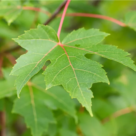 Acer freemanii (x) 'Autumn Blaze'