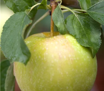 Malus (Apfel) 'Pinova'