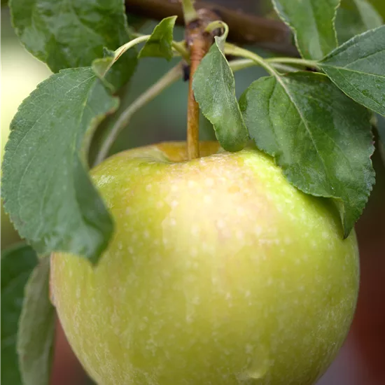 Malus (Apfel) 'Pinova'