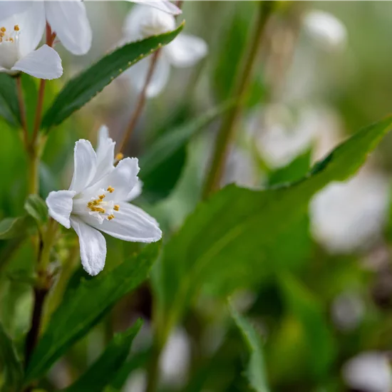 Deutzia 'Yuki Snowflake'