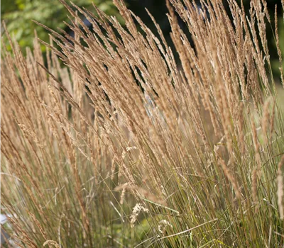 Calamagrostis acutiflora (x) 'Karl Foerster'