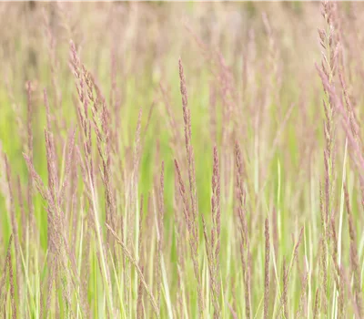 Calamagrostis acutiflora (x) 'Overdam'