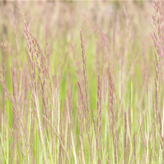 Calamagrostis acutiflora (x) 'Overdam'