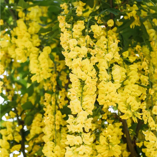 Laburnum watereri (x) 'Vossii'