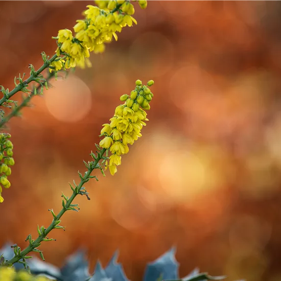 Mahonia media (x) 'Winter Sun'