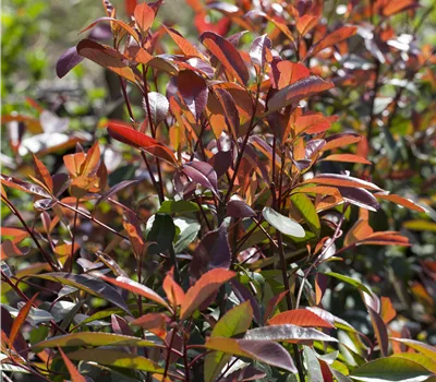 Photinia fraseri (x) 'Red Robin'