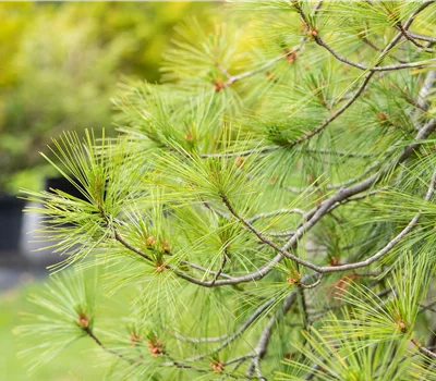 Pinus strobus 'Pendula'