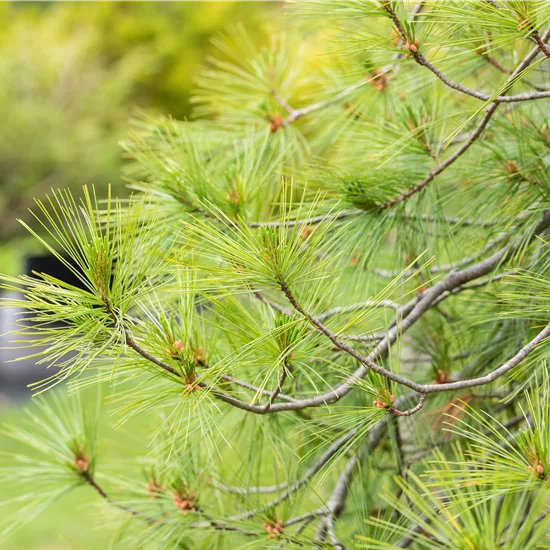 Pinus strobus 'Pendula'