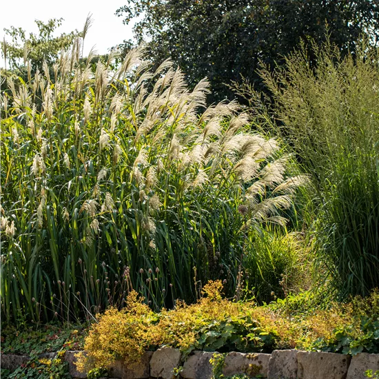 Miscanthus giganteus (x) 'Aksel Olsen'