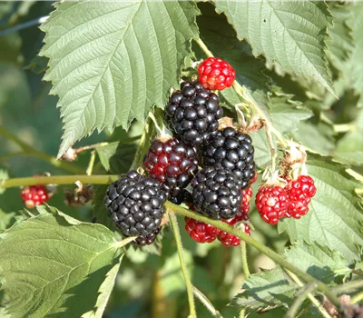 Rubus (Brombeere) 'Navaho'