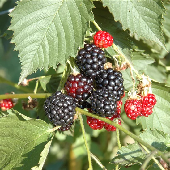 Rubus (Brombeere) 'Navaho'