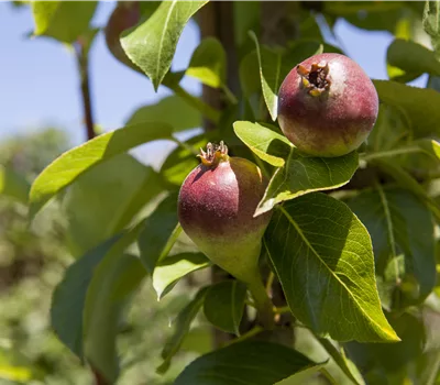 Pyrus (Säulen-Birne) 'Condora'