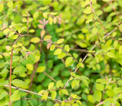 Symphoricarpos chenaultii (x) 'Hancock'