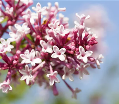 Syringa komarowii ssp. reflexa