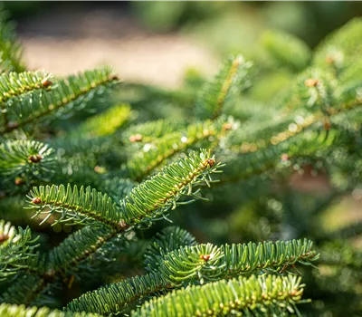 Abies cephalonica 'Meyer's Dwarf'