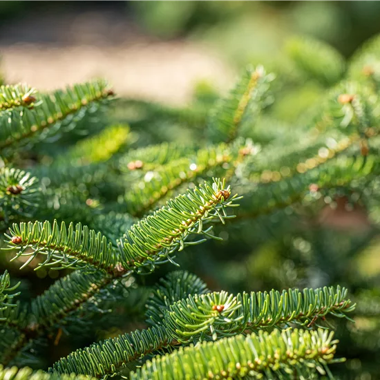 Abies cephalonica 'Meyer's Dwarf'