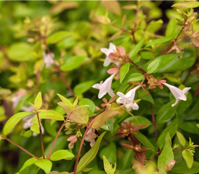 Abelia grandiflora (x)