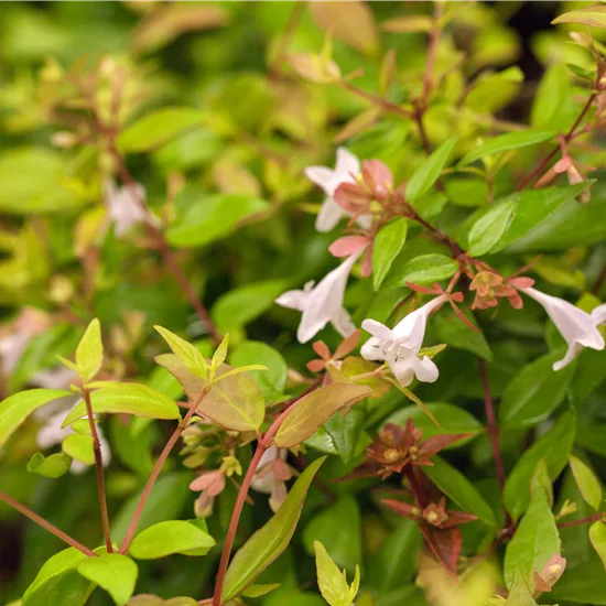 Abelia grandiflora (x)