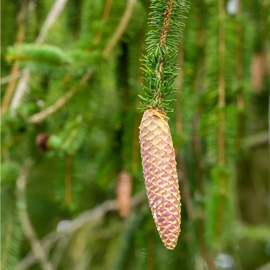 Picea abies