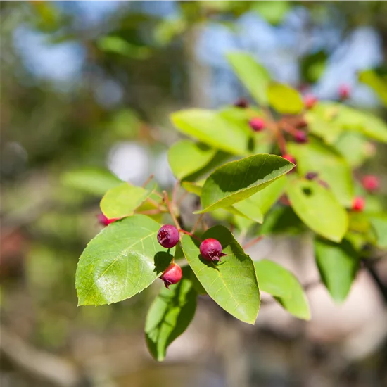 Amelanchier 'Prince William'