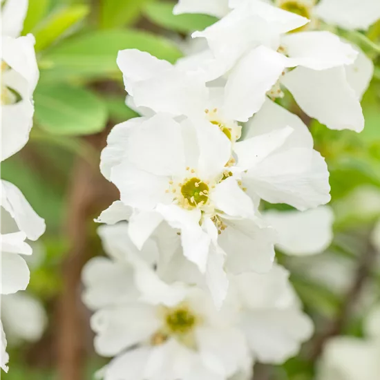 Exochorda racemosa 'Niagara'