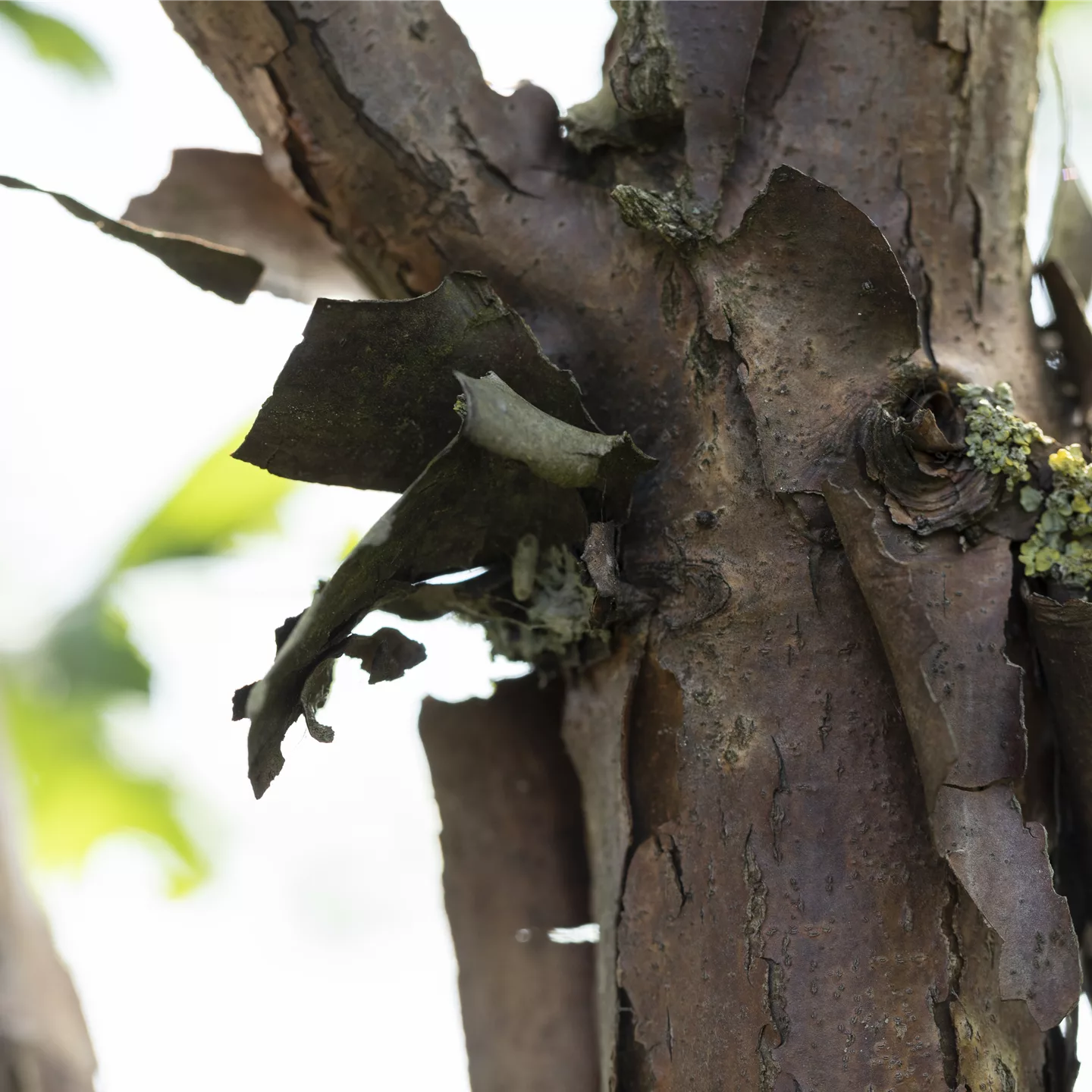 Acer griseum