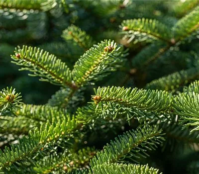 Abies cephalonica 'Meyer's Dwarf'