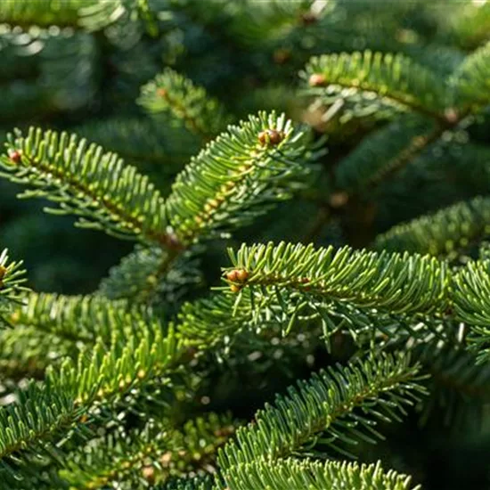 Abies cephalonica 'Meyer's Dwarf'