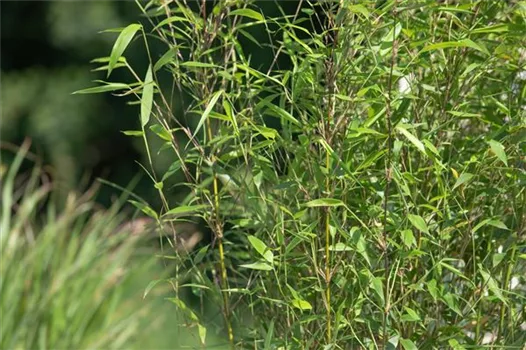 Bambus – das exotische Multitalent im Garten