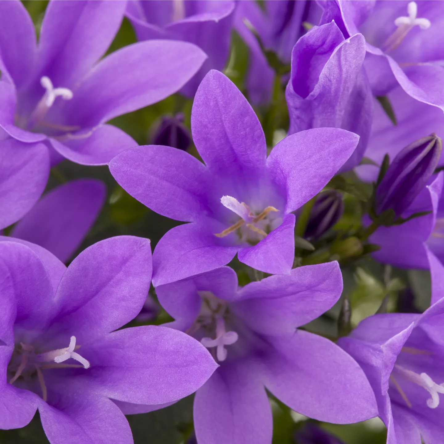 Die Glockenblume als perfekter Nachbar im Garten