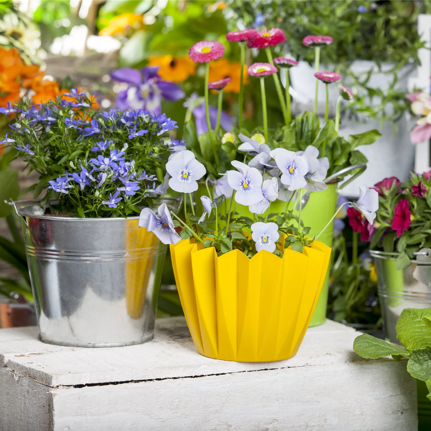 Frühling auf dem Balkon - Hornveilchen, Narzisse und Co.