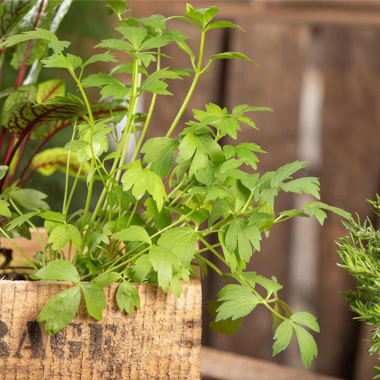 Mit Urban Gardening vom Balkon zur Kräuter-Oase