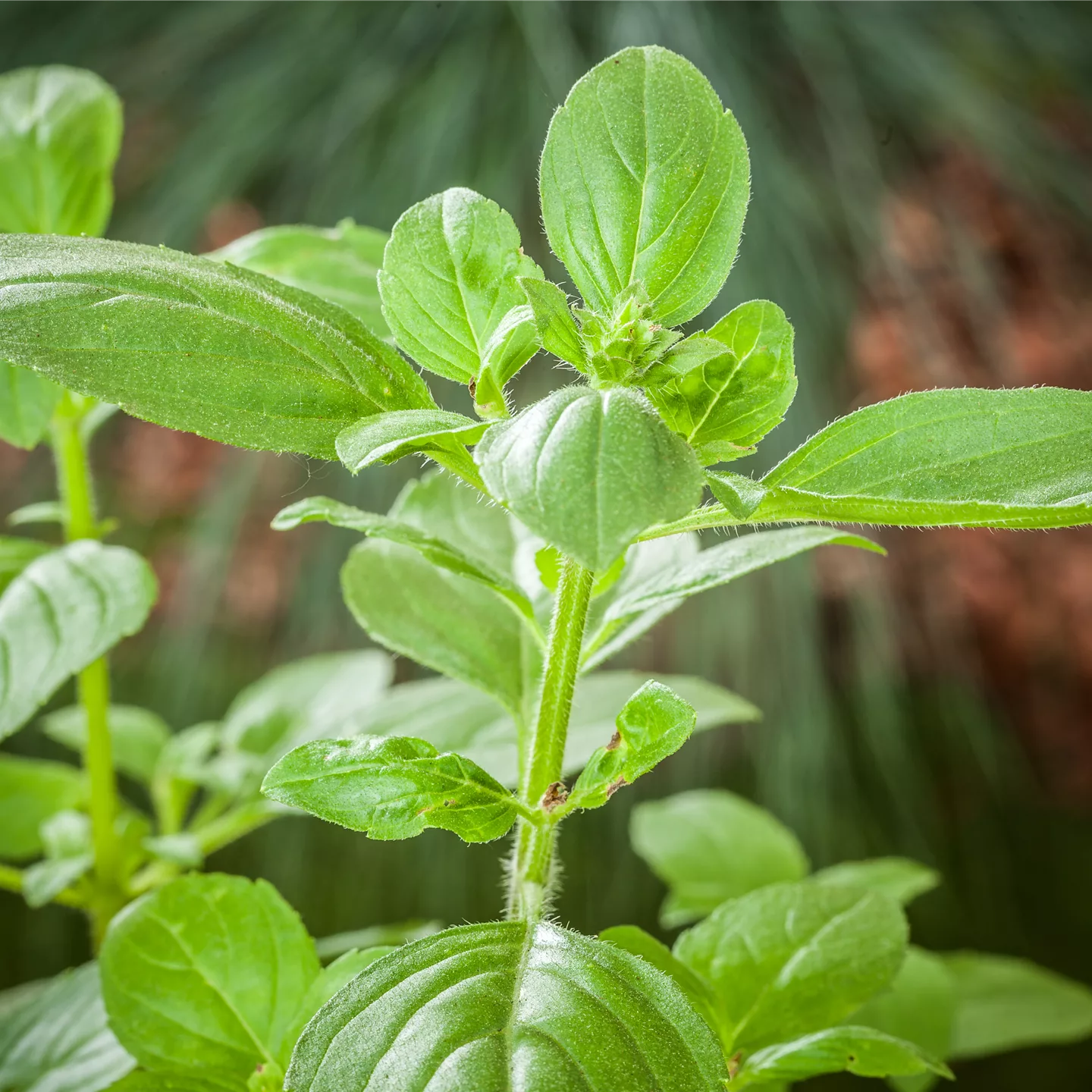 Sunny Herbs - frische Kräuter aus Italien!