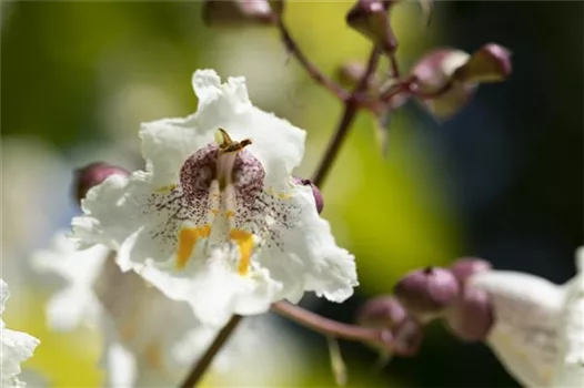 Exoten sorgen für besondere Hingucker im Garten