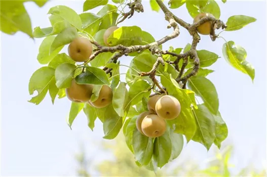 Der Obstgarten – viele Leckereien für grosse und kleine Naschkatzen