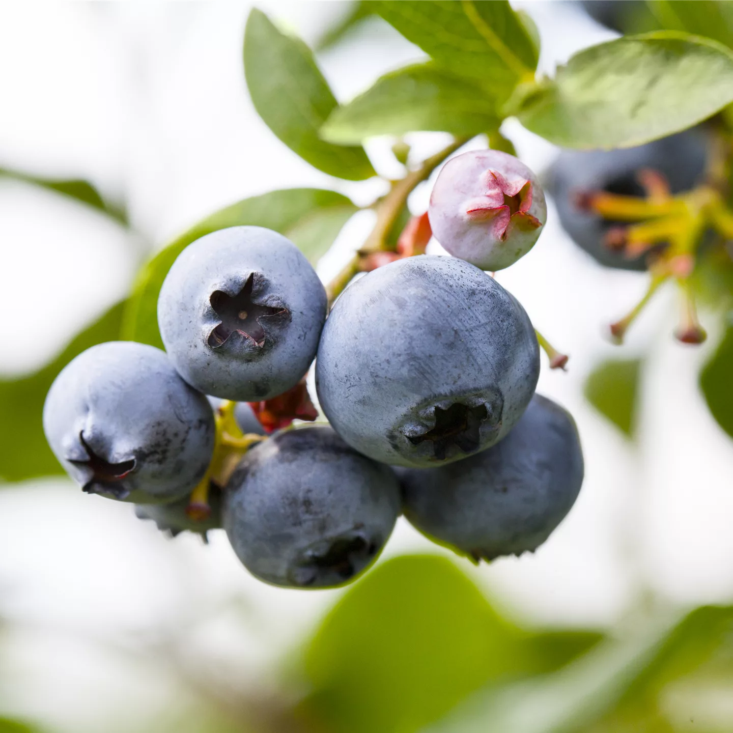 Vaccinium cor. 'Patriot'