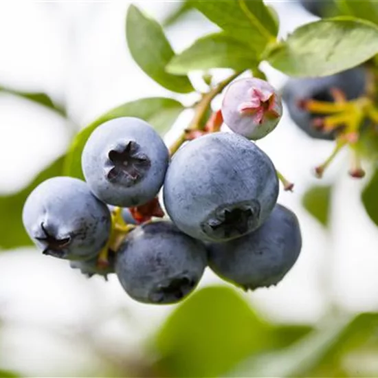 Vaccinium cor. 'Patriot'