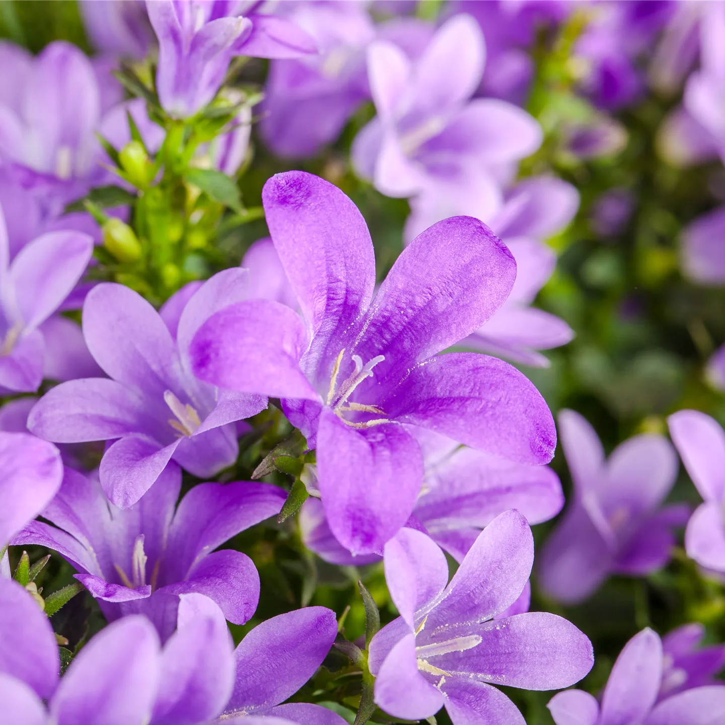 Die Glockenblume: die Vielfalt in einer Pflanze