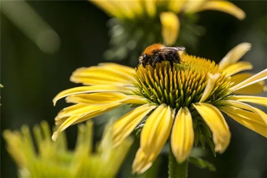 Gemüse blühen lassen als Insektenweide