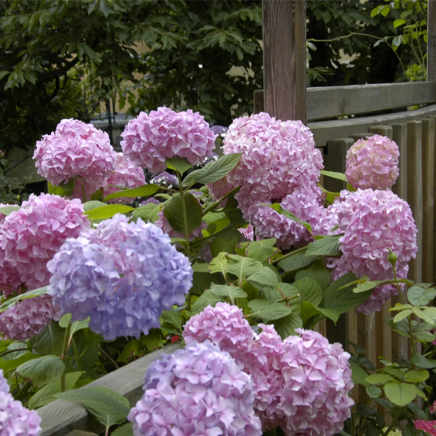 Die Hortensie im Garten – durstige Schönheit mit Charakter