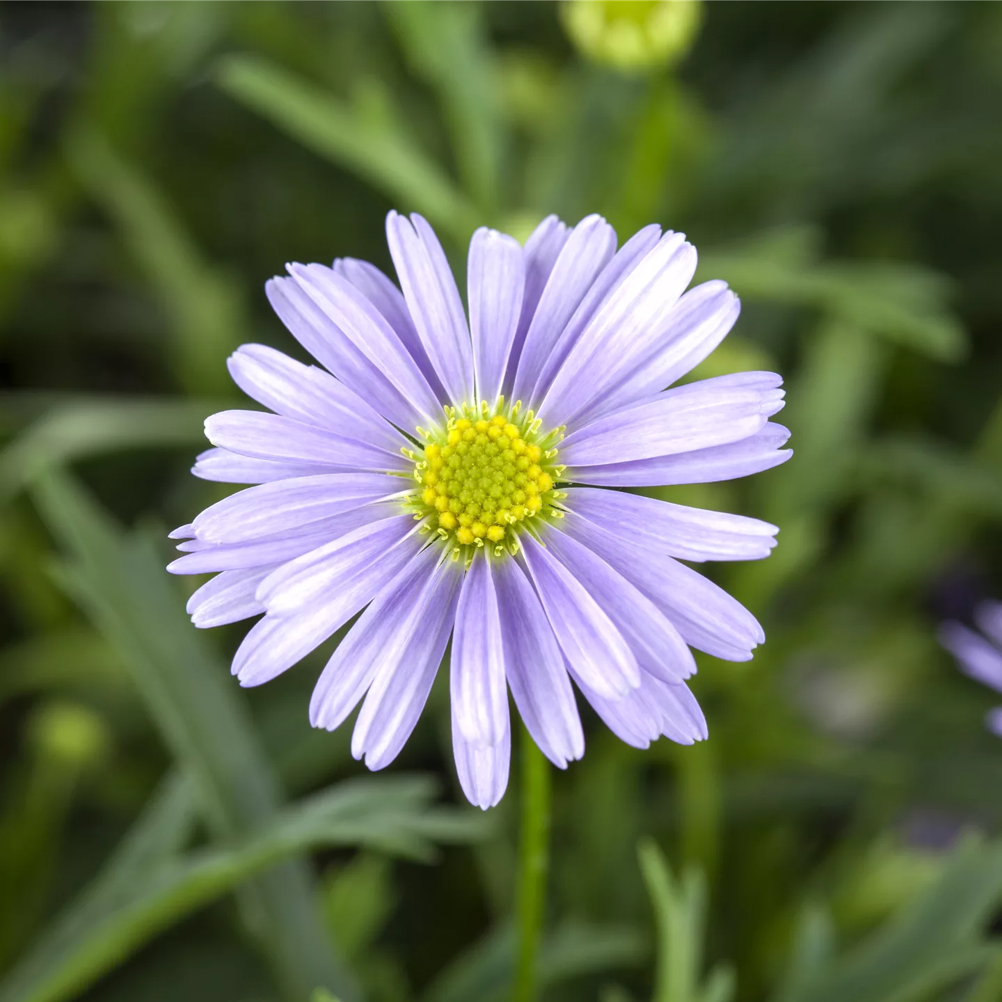 Essbare Blüten - Die schönsten Rezepte