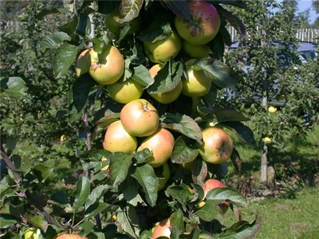 Die Streuobstwiese – Gesundheit zum Selberpflücken