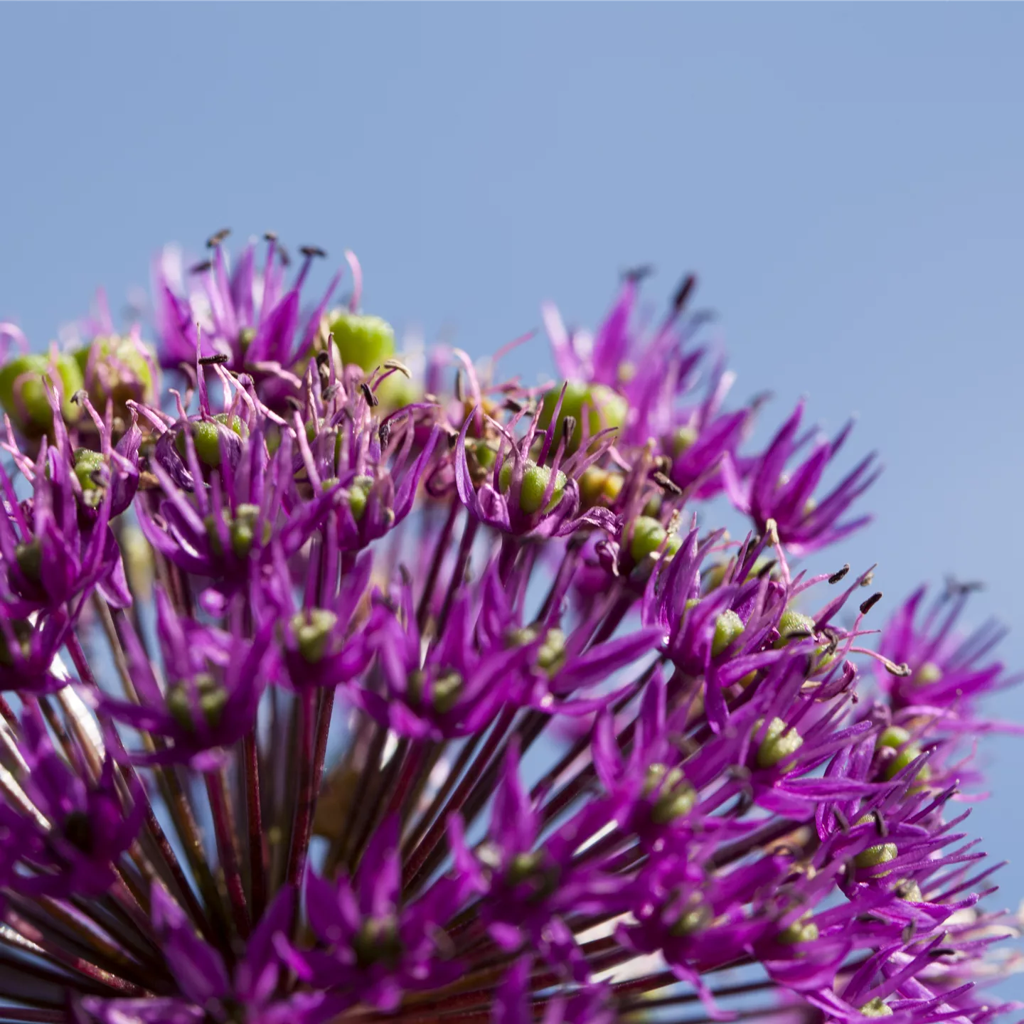 Essbare Blüten machen immer mehr Furore