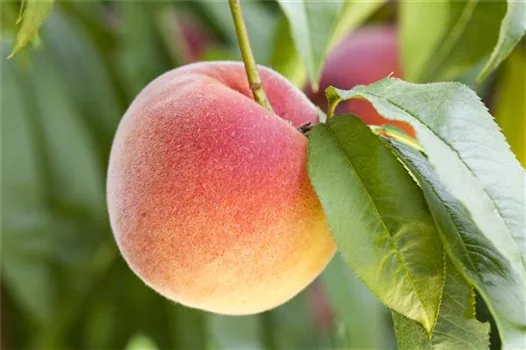 Obstbäume brauchen Sommerschnitt für die optimale Ernte