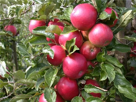 Obstbäume veredeln – frische neue Früchte