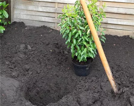 Portugiesische Kirschlorbeer - Einpflanzen im Garten