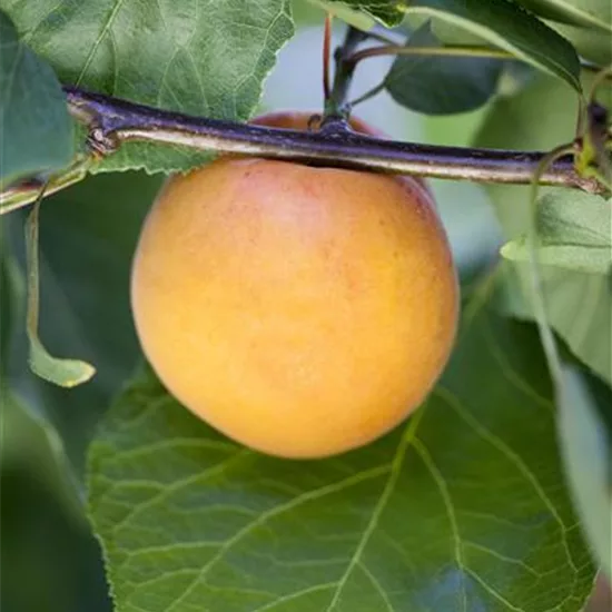 Prunus (Aprikose) 'Luizet'