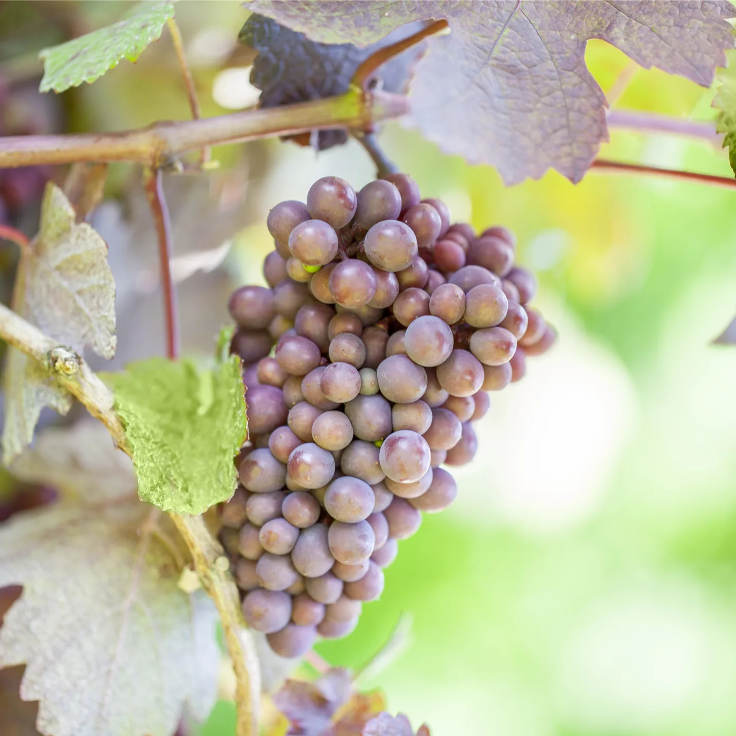 Warum Wein eigentlich aus Beeren gemacht wird